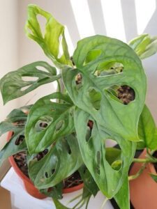 A close up of a leafy green plant in a pot.