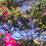A close-up of a pink flower in a tree, with a blue sky in the background.