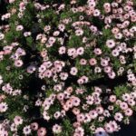 A close-up of a pink flower with a green stem.