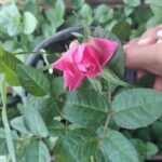 A close-up of a pink rose in a pot, with a person's hand holding the pot.