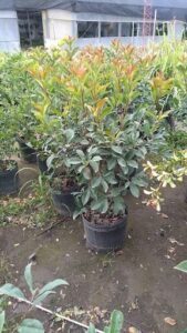 A close up of a plant in a pot with a green leaf and a yellow flower.