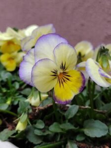 A close-up of a purple flower with a yellow center, surrounded by green leaves.