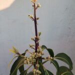 A close-up of a tree branch with a flower bud on it.