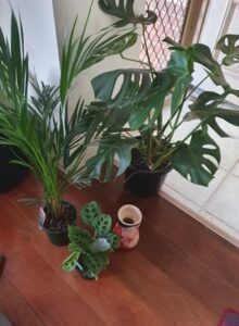 A collection of potted plants, including a large palm tree, are placed on a wooden floor.