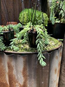 A collection of potted plants with long green stems, some of which are hanging over the edge of the planter.