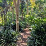 A dirt pathway is surrounded by lush green plants and trees.