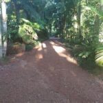 A dirt road in a forest, surrounded by trees and bushes.