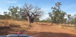 A dirt road is lined with trees, creating a serene atmosphere.