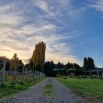 A dirt road leads to a vineyard with a beautiful view of the sky.