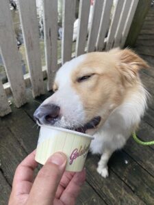 A dog eating a cupcake with a person holding it.