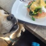 A dog looks at a plate of food, possibly a sandwich, on a table.