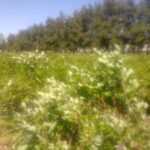 A field of green bushes with blueberries growing on them.