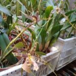 A flower in a pot with other flowers.