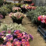 A flower shop filled with a variety of flowers, including pink and white ones.