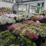 A flower shop with a large variety of flowers and plants.