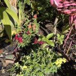 A garden with a variety of flowers and plants, including a pink bird bath.