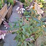 A garden with a variety of plants, including a purple flower, is shown in this image.