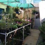 A garden with many potted plants and flowers, some of which are hanging from the ceiling.