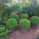 A group of green bushes are planted in the ground, surrounded by various potted plants.