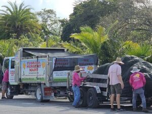 A group of people are unloading a large plant from a truck.