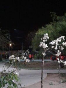 A group of people are walking down a path in a park at night.