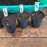 A group of six potted plants with labels on them.