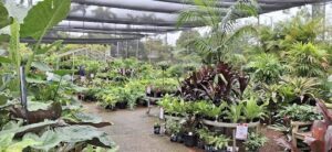 A large assortment of potted plants are displayed in a garden center.