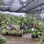 A large assortment of potted plants are displayed under a canopy, creating a vibrant and lively atmosphere.