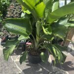 A large banana plant is sitting in a pot on a patio.