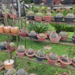 A large collection of cacti in various sizes and colors are displayed on a wooden rack.
