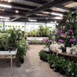 A large collection of potted plants is displayed in a greenhouse.
