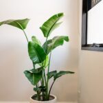 A large green leafed plant is sitting in a white pot.