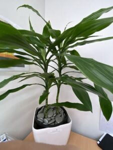 A large green plant is sitting in a white pot with rocks.