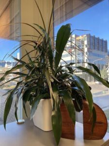 A large green plant is sitting in a white vase on a windowsill.
