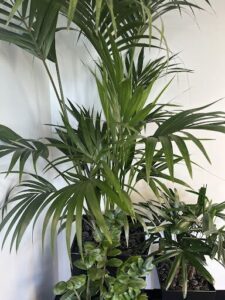 A large green plant with a long stem is sitting in a black pot.