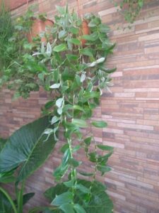 A large green plant with long leaves is growing on a brick wall.