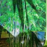 A large green plant with long stems and leaves.