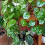 A large green plant with many leaves is growing in a pot.