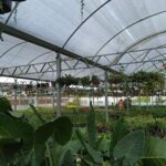 A large greenhouse filled with various plants and flowers.