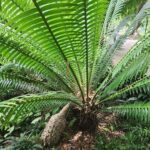 A large palm tree with a dead center.