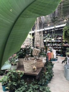 A large plant with a hanging basket sits on a wooden table in a store.