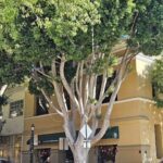 A large tree is in front of a building, providing shade and a sense of tranquility.