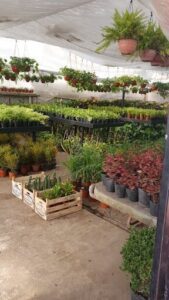 A large variety of plants are displayed in a greenhouse, including a variety of potted plants and hanging plants.