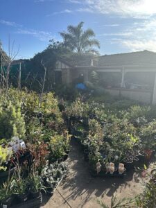 A large variety of potted plants are displayed in front of a house, creating a beautiful garden scene.