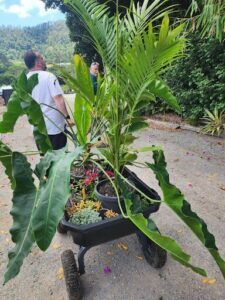 A man is pushing a cart with a plant in it.