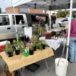 A man is selling plants at a street market.