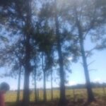 A man stands in a field of trees, looking up at the sky.