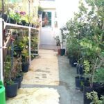 A pathway between two buildings is lined with potted plants, creating a pleasant atmosphere.