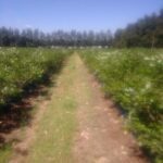 A pathway through a field of green bushes, with a blue sky above.
