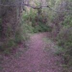 A pathway through the woods with a tree branch above it.